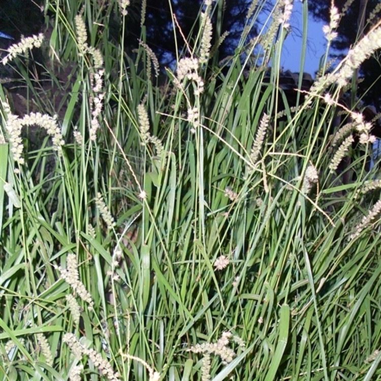 Cenchrus echinatus Cenchrus echinatus