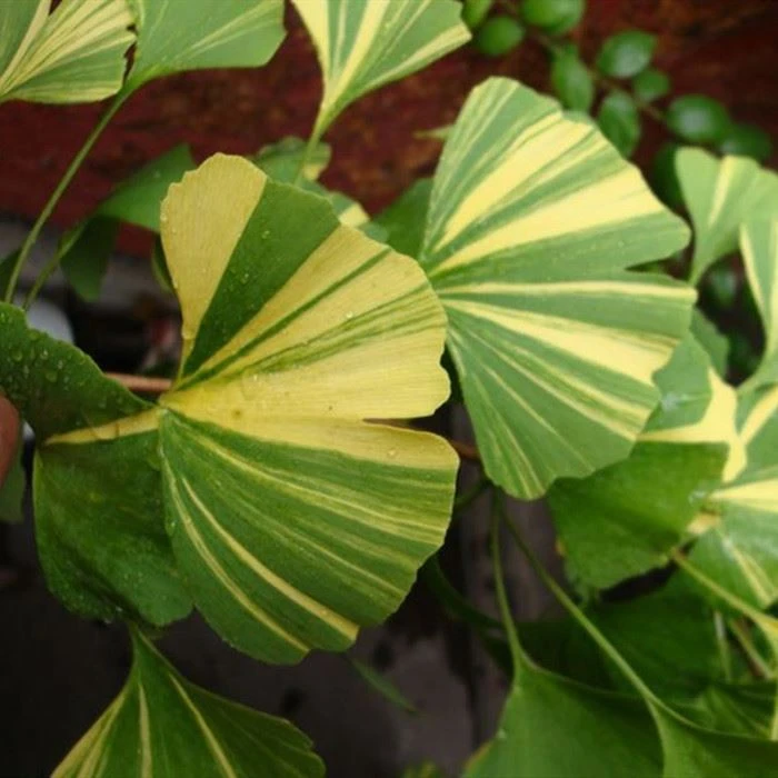 Ginkgo barglari, meva va ginkgo biloba ekstrakti o'rtasidagi farq
