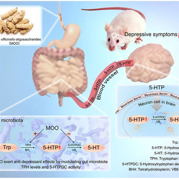 Morinda Officinalis oligosakkarid miyada serotoninni rag'batlantiruvchi enter...