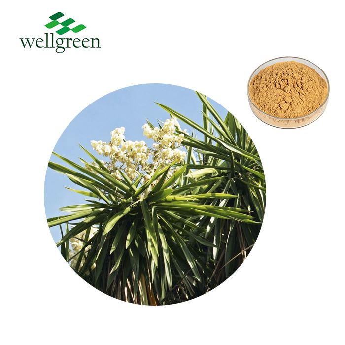 Yucca ekstrakti kukuni